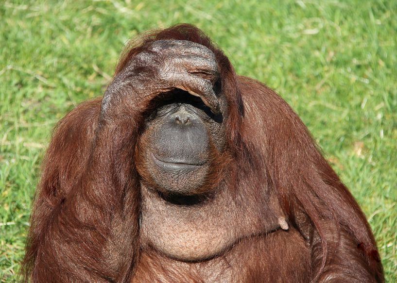 Orang utan en tête. par Jose Lok