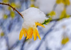 Snow covered flowers from a forsythia shrub