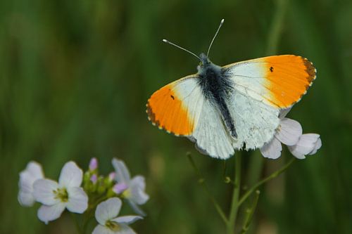 Oranjetipje op pinksterbloem