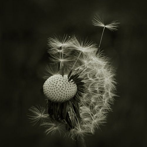 Die Flocken einer Löwenzahnblüte von Corinne Welp