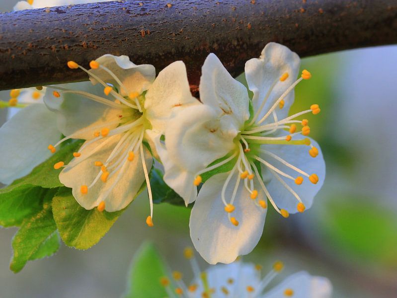 Blossom in Holland by Ab Donker