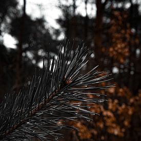 Regentropfen auf den Nadeln eines Nadelbaums in der Veluwe von Koen Lipman