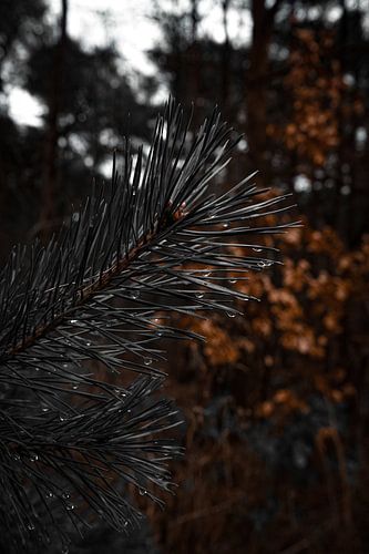 Des gouttes de pluie sur les aiguilles d'un conifère dans la Veluwe