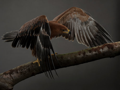 Steppe Eagle — Dramatic Wildlife Portrait
