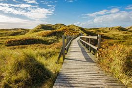 Landscape in the dunes of the North Sea island Amrum by Rico Ködder