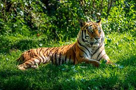 Sibirischer Tiger im Gras von JW Does