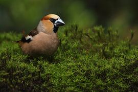 Appelvink (Coccothraustes coccothraustes) van Ronald Pol