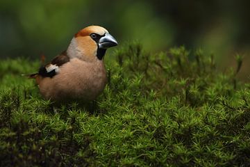 Appelvink (Coccothraustes coccothraustes) van Ronald Pol