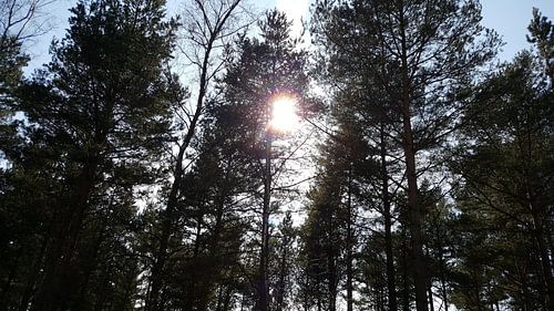 SUNSHINE THROUH FOREST 