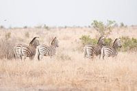 Zebra's