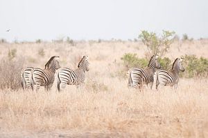 Zebra's van Riana Kooij