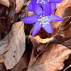 Frühlingsboten im Wald – Das zarte Leberblümchen von Eric Nagel