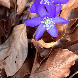 Frühlingsboten im Wald – Das zarte Leberblümchen von Eric Nagel
