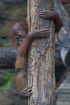 Wees voorzichtig kind. Onafhankelijke baby orang-oetan daalt voorzichtig en behoedzaam de stam van e
