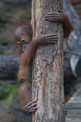 Wees voorzichtig kind. Onafhankelijke baby orang-oetan daalt voorzichtig en behoedzaam de stam van e