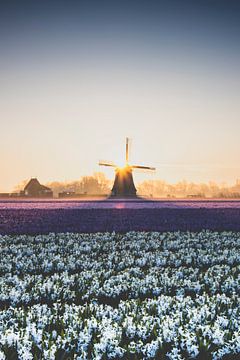 Windmühle bei Sonnenaufgang in einem Feld von Hyazinthen von Marc Janson