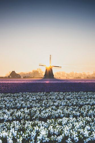 Windmolen bij zonsopgang in een veld hyacinthen