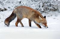 Een vos in de winter van Menno Schaefer thumbnail