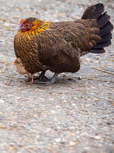 Moederkip met kuiken