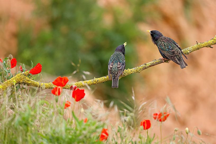 Concert de stars par Thomas Herzog