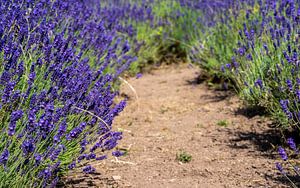 Lavendelfeld in der Provence von Animaflora PicsStock