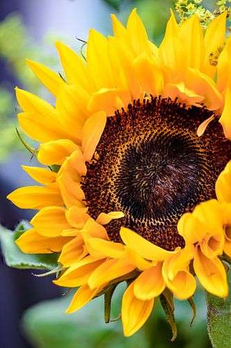 Sonnenblume