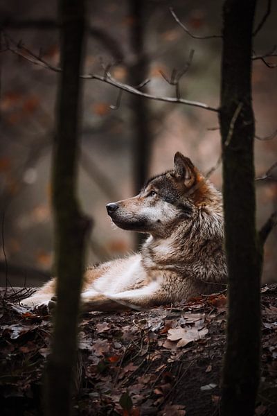 De Europese Wolf van Design Wall Arts