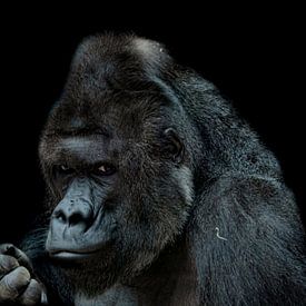 Gorilla van mario proeter