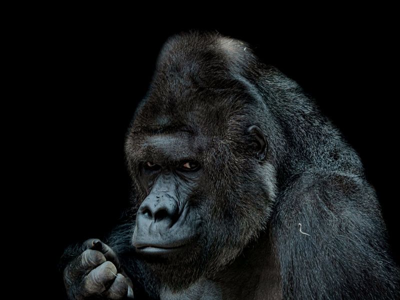 Gorilla van mario proeter