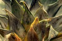 Still life with pineapple leaves