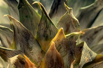 Stilleven met ananas bladeren van Humphry Jacobs