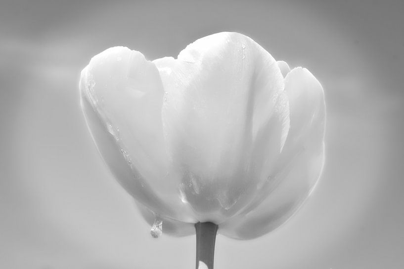 Tulip with raindrop by WeVaFotografie