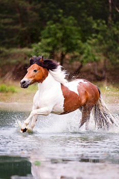 Pony galoppiert durch das Wasser