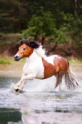 pony galoppeert door het water