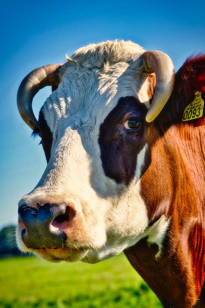 A cow portrait by WeVaFotografie