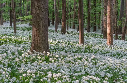 Forêt d'ail des ours