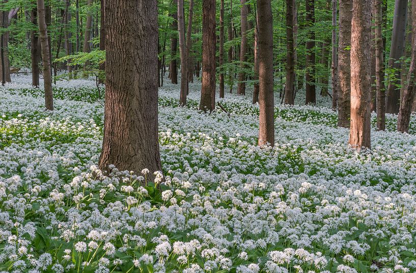 Wild garlic forest by Patrice von Collani