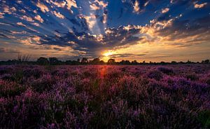 Kampina in bloom