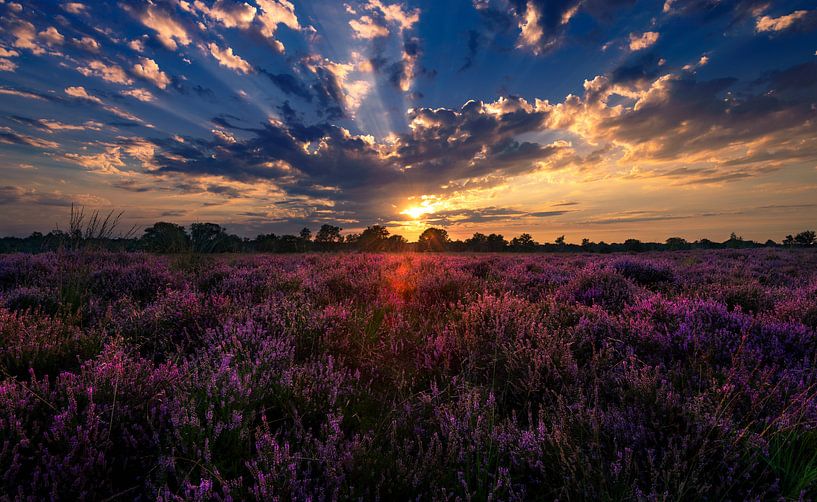 Blühende Kampinase-Heide von Ronne Vinkx