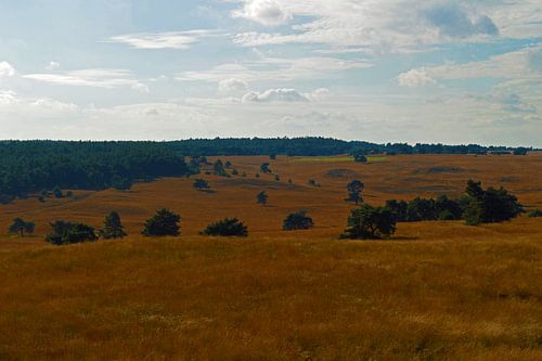 Uitgestrekte Heide op de Hoge Veluwe