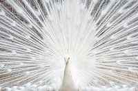 Le paon blanc exhibe fièrement ses plumes