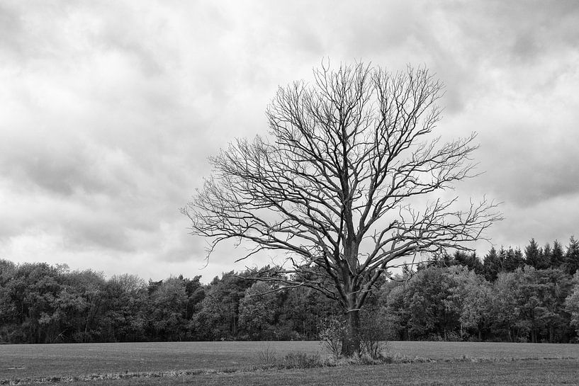 Einsamer Baum von Ooks Doggenaar