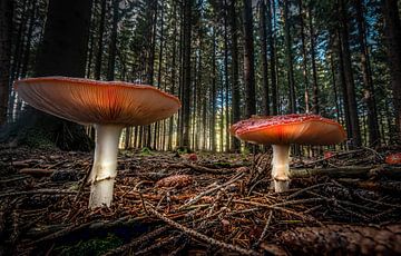 fly agarics by Johnny Flash