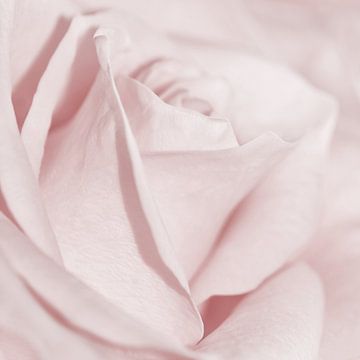 Delicate roos van Violetta Honkisz