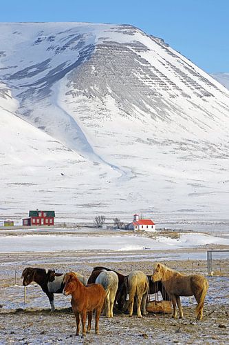 In the protection of the herd