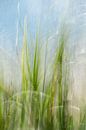 Moved green grass at the water's edge, long exposure. by Christa Stroo photography thumbnail