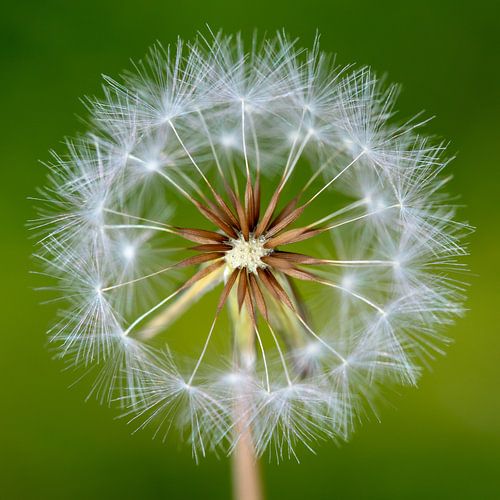 Paardenbloem pluis
