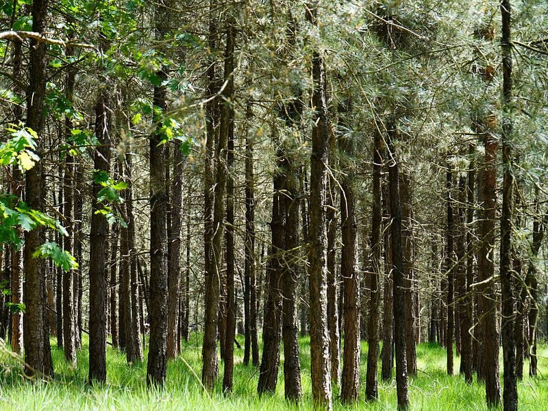 Bäume von Madeltijntje