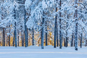 Paysage hivernal avec coucher de soleil et forêt à Äkäslompo