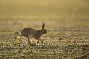 Feldhase ( Lepus europaeus ) im frühen Morgenlicht rennt über ein Feld